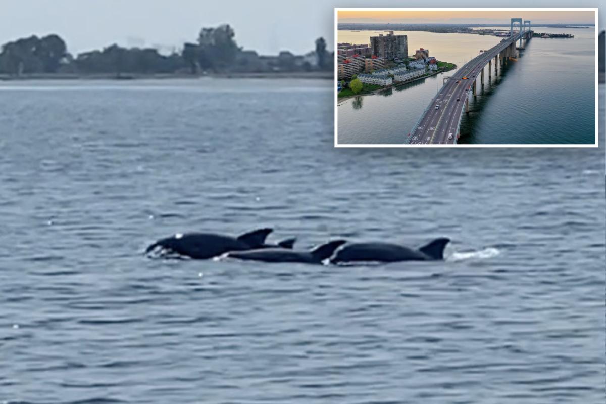 Long Island Sound's 'dead zones' of hypoxia hit historic low