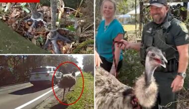 Runaway emu captured and returned by Florida deputies in wild scene