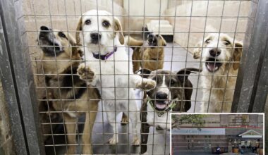 NYC shelters seeking 'blizzard buddies' for their dogs ahead of snowstorm