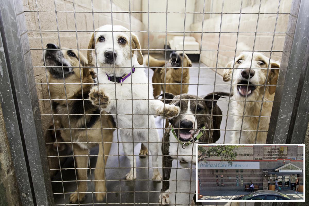 NYC shelters seeking 'blizzard buddies' for their dogs ahead of snowstorm