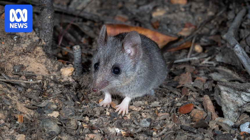 Endangered animal populations bounce back on Kangaroo Island thanks to predator-proof fence