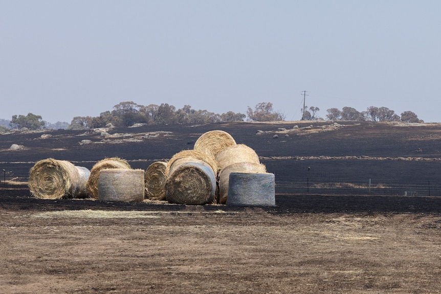 Bales of hay on burnt out paddocks 