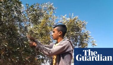 ‘These trees may not survive’: Jordan’s ancient olive harvest wilts under record-breaking heat | Climate crisis