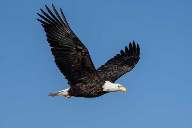 check out these stunning photos of bald eagles in downtown des moines