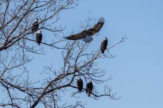 check out these stunning photos of bald eagles in downtown des moines