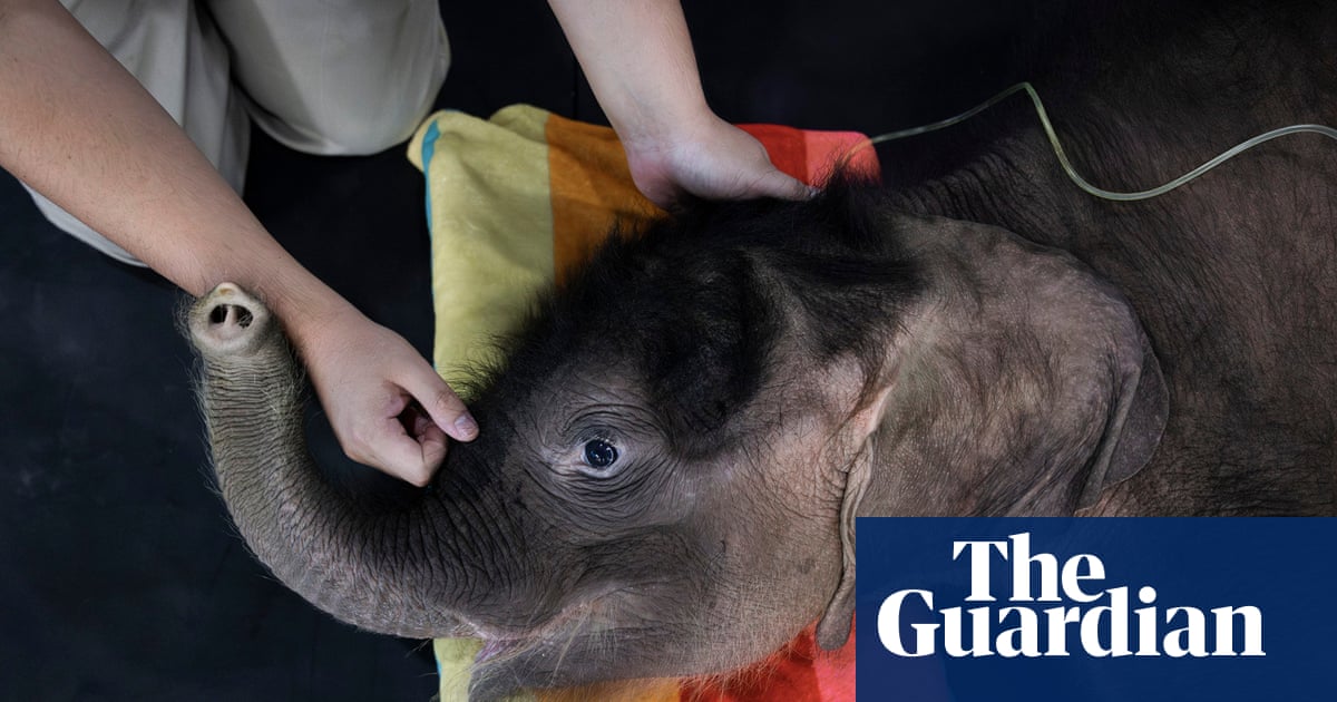 What makes an elephant abandon her calf – and is it a growing problem? | Thailand
