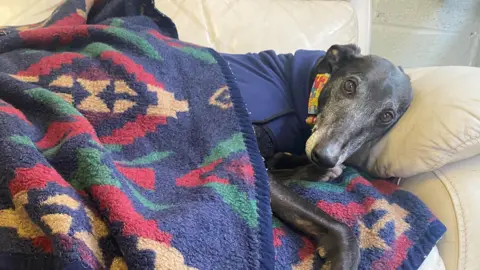 Woodside Animal Welfare Trust Bobby, a dark coloured greyhound, lying on a cream coloured sofa under a multi-coloured blanket