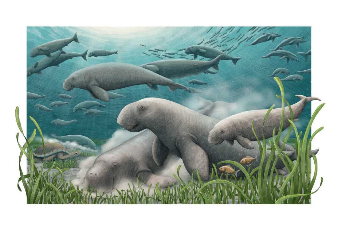 This artist's rendering depicts a herd of ancient sea cows foraging on the seafloor. A new species of ancient sea cow, Salwasiren qatarensis, is one of the many species described in 2025.