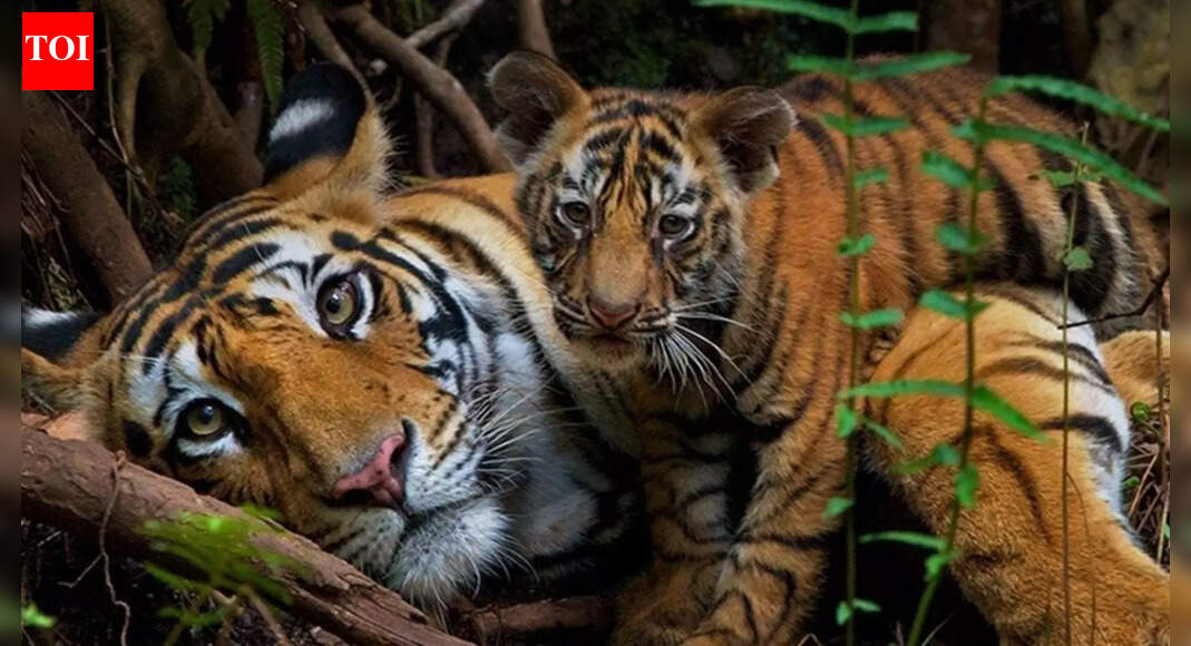 India saved its tigers. Now big cats are running out of room | India News
