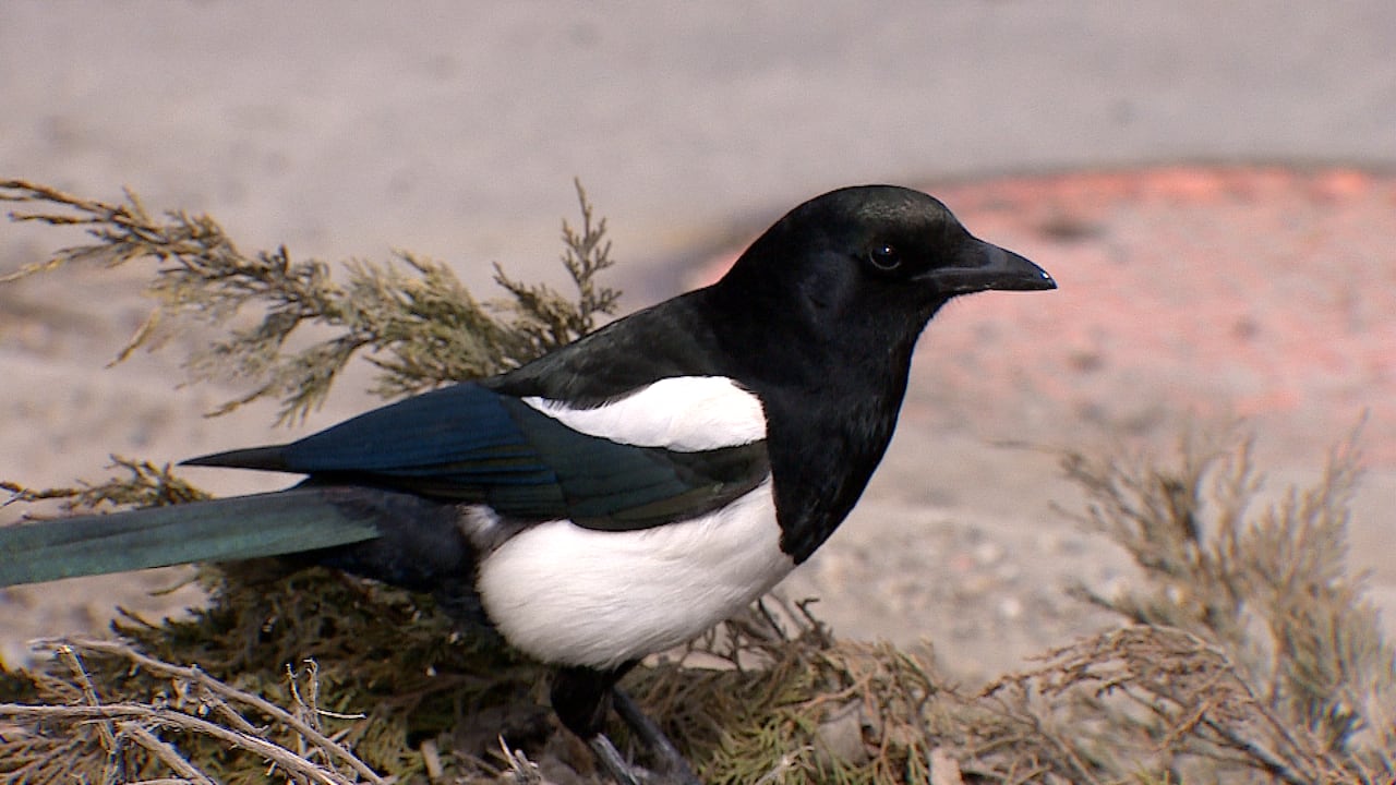 A magpie shows its distinctive black white and blue colours.