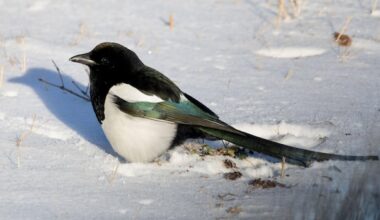 Magpies rule the Prairies. Here's why they won't go national