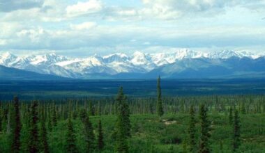Opinion | How You Can Help Save Boreal Forests in 2026