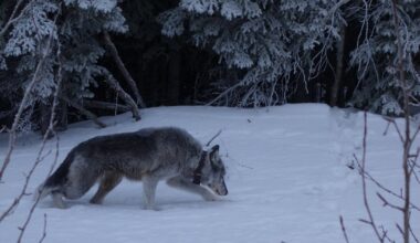 The amazing tale of the Riley Creek wolf pack in Denali National Park