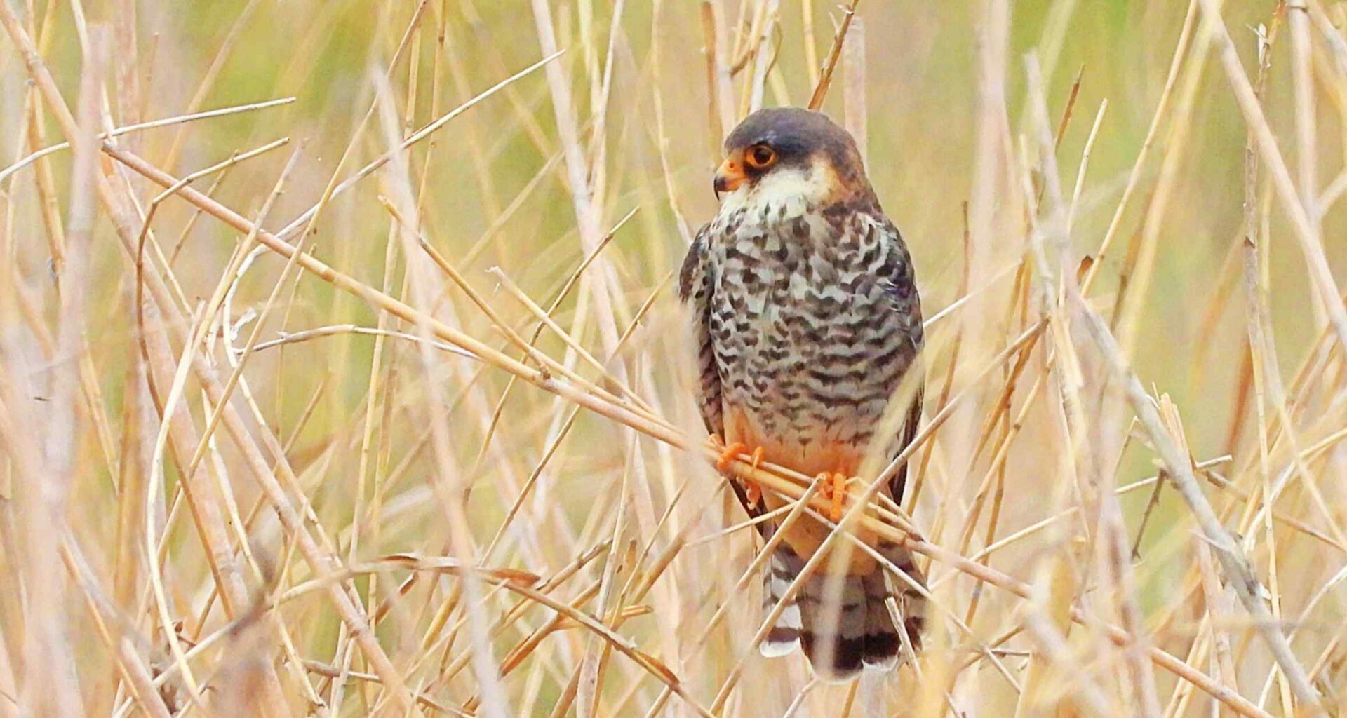 How India's Nagaland became the 'falcon capital of the world'