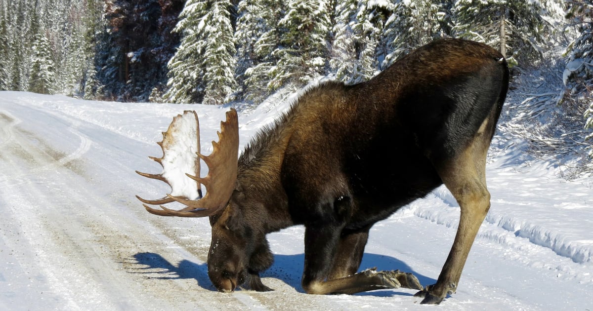 How to avoid winter moose collisions, OPP advises drivers