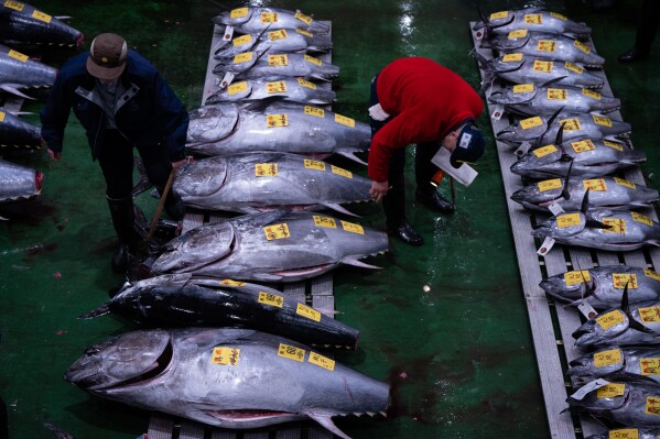 Wholesalers inspect bluefin tuna at the New Year's tuna auction at Toyosu fish market in Tokyo, Monday, Jan. 5, 2026. (AP Photo/Louise Delmotte)