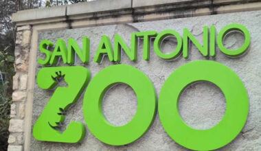 San Antonio Zoo visitors say they still feel safe after Saturday evening stabbing