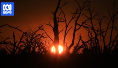 Rising tree death rates in all types of Australian forest tied to climate change