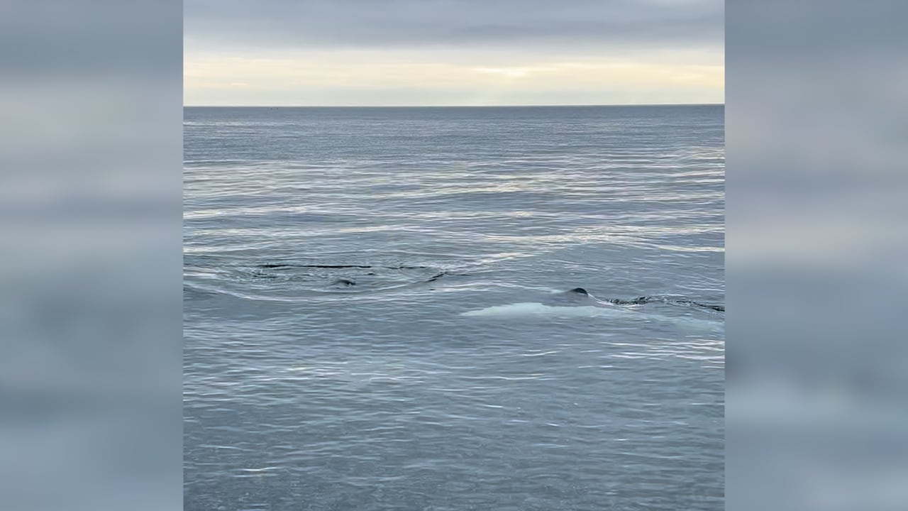 A whale scratches its belly on the rocks near the shore 