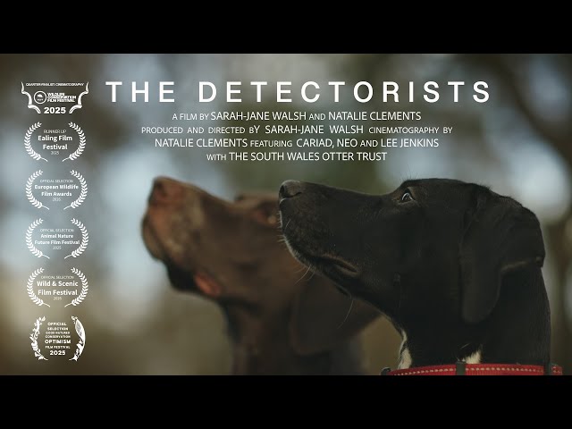 The Detectorists — A Short Film About Otters and Detection Dogs.