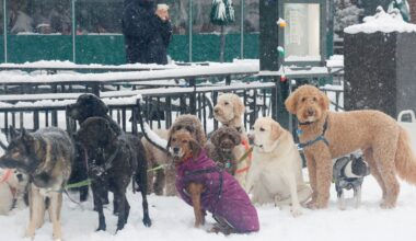 Can dogs get the flu? NYC vet explains what pet owners need to know.