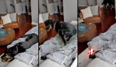 Dog chewing heated ski glove sparks fire in Orléans home