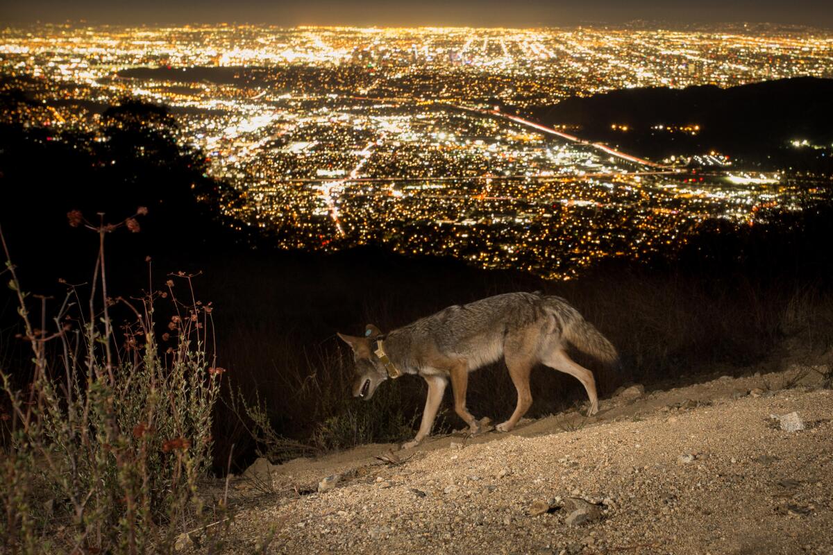 A coyote with a collar and ear tag struts near Tongva Peak in the Verdugo Mountains. 