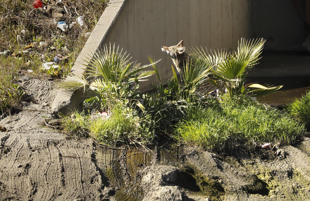 A coyote hunts for food on the banks of the Dominguez Channel on Feb. 7, 2022. 