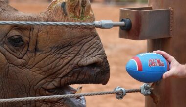 Phoenix Zoo's resident rhino misses Fiesta Bowl pick as Miami beats Ole Miss