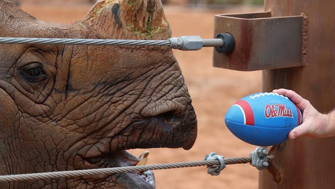 Phoenix Zoo's resident rhino misses Fiesta Bowl pick as Miami beats Ole Miss