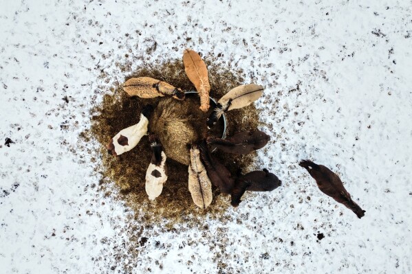 Horses eat hay from a box at a stud farm in Wehrheim near Frankfurt, Germany, Thursday, Jan. 8, 2026. (AP Photo/Michael Probst, File)