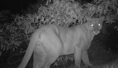 A mountain lion is seen with night vision. It looks at the camera over its shoulder.