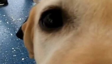 Airport therapy dogs win over Bills fans in Jacksonville