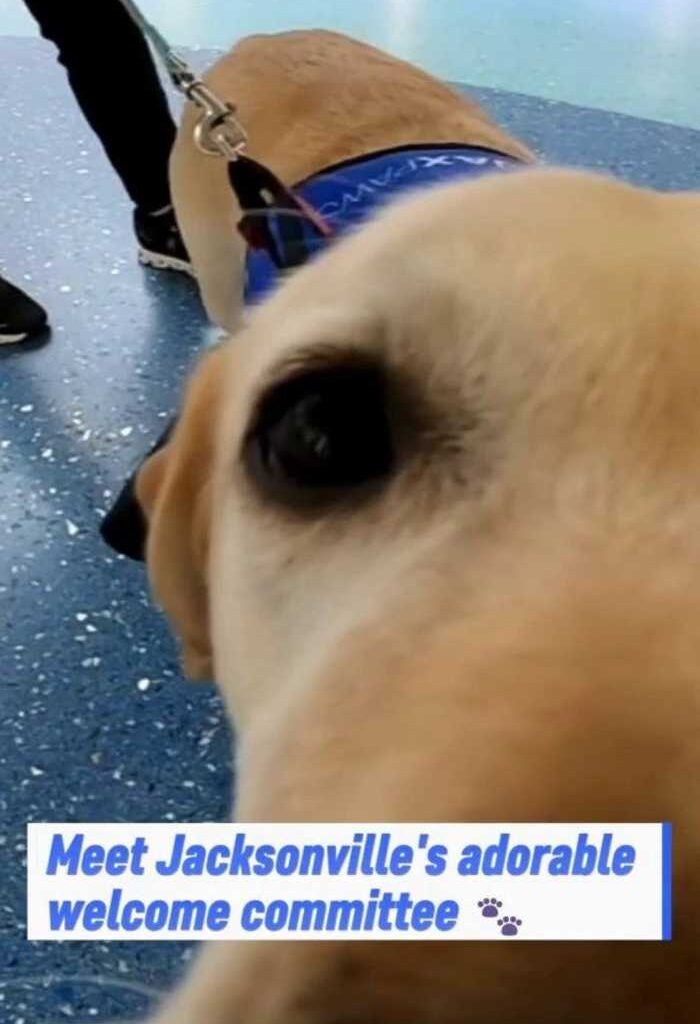 Airport therapy dogs win over Bills fans in Jacksonville