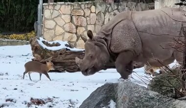 Tiny deer takes on giant rhino in David vs. Goliath bout at Poland zoo