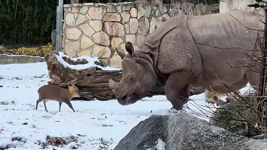 Tiny deer takes on giant rhino in David vs. Goliath bout at Poland zoo