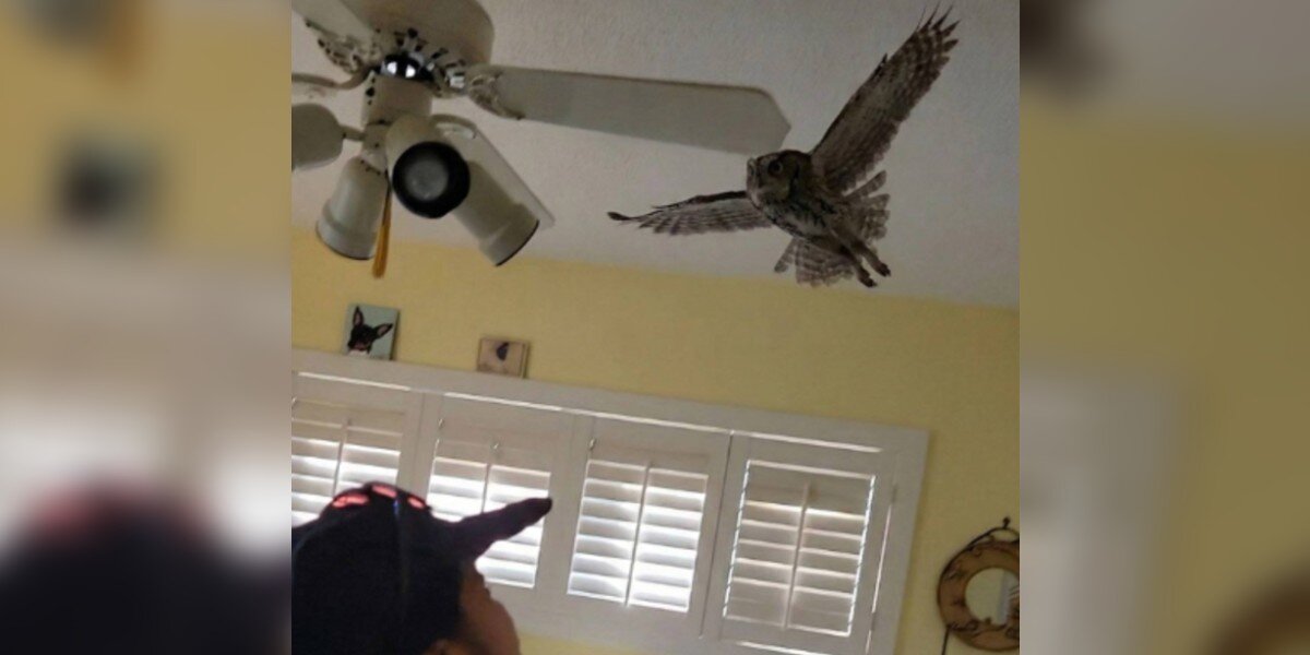 Sleepy Owl Sneaks Into Woman's House For A Nap — Then Refuses To Leave