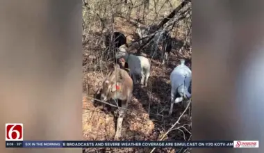 Goats help restore habitat at Turkey Mountain