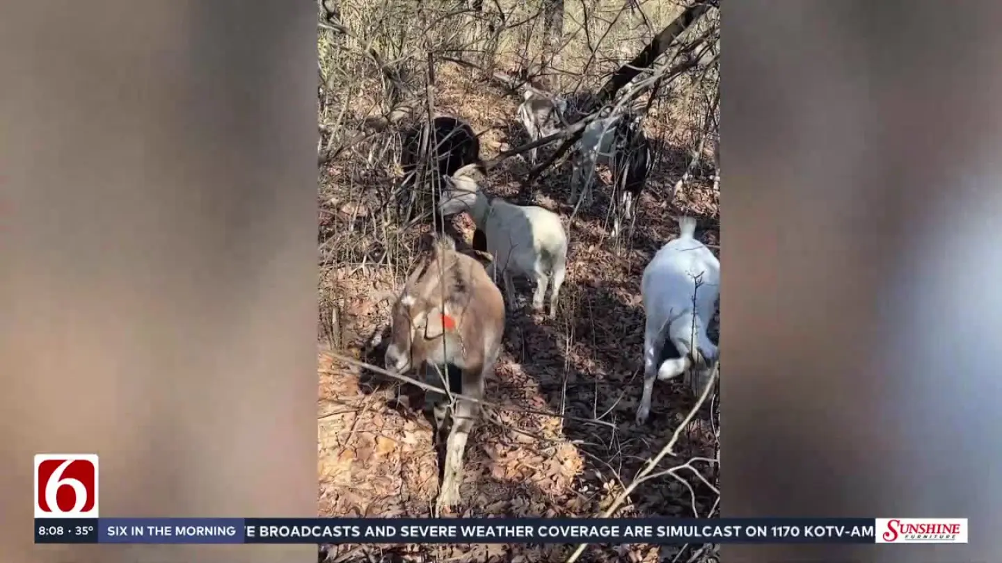 Goats help restore habitat at Turkey Mountain