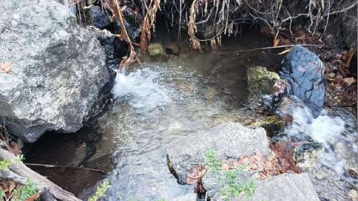 Utah wildlife experts work to protect, propagate Bonneville cutthroat trout