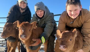 Central Alberta farmers amazed to welcome triplet calves for 2nd year in a row