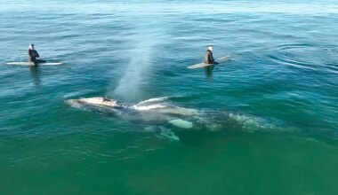 Gray whale passes between surfers and shore off Southern California