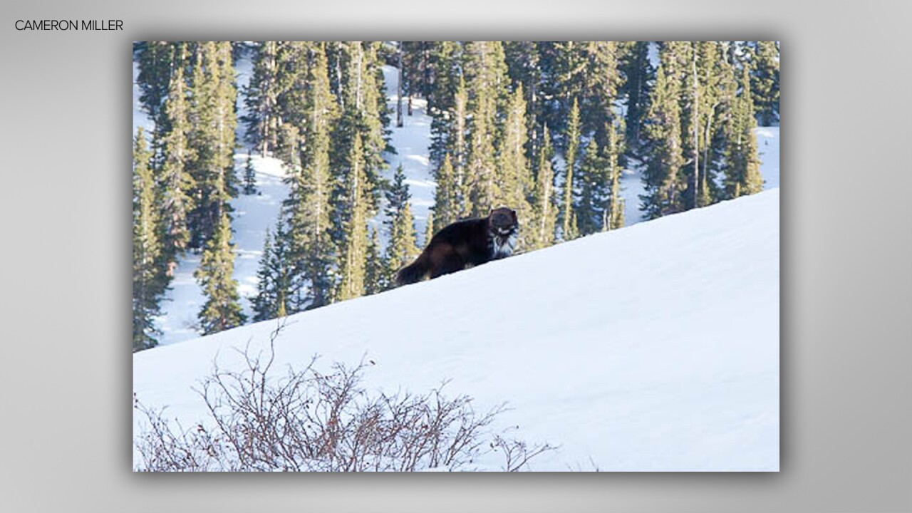 Photographer Cameron Miller captured one of the last confirmed photos of a wolverine in Colorado, as seen in this photo, in April 2012. 