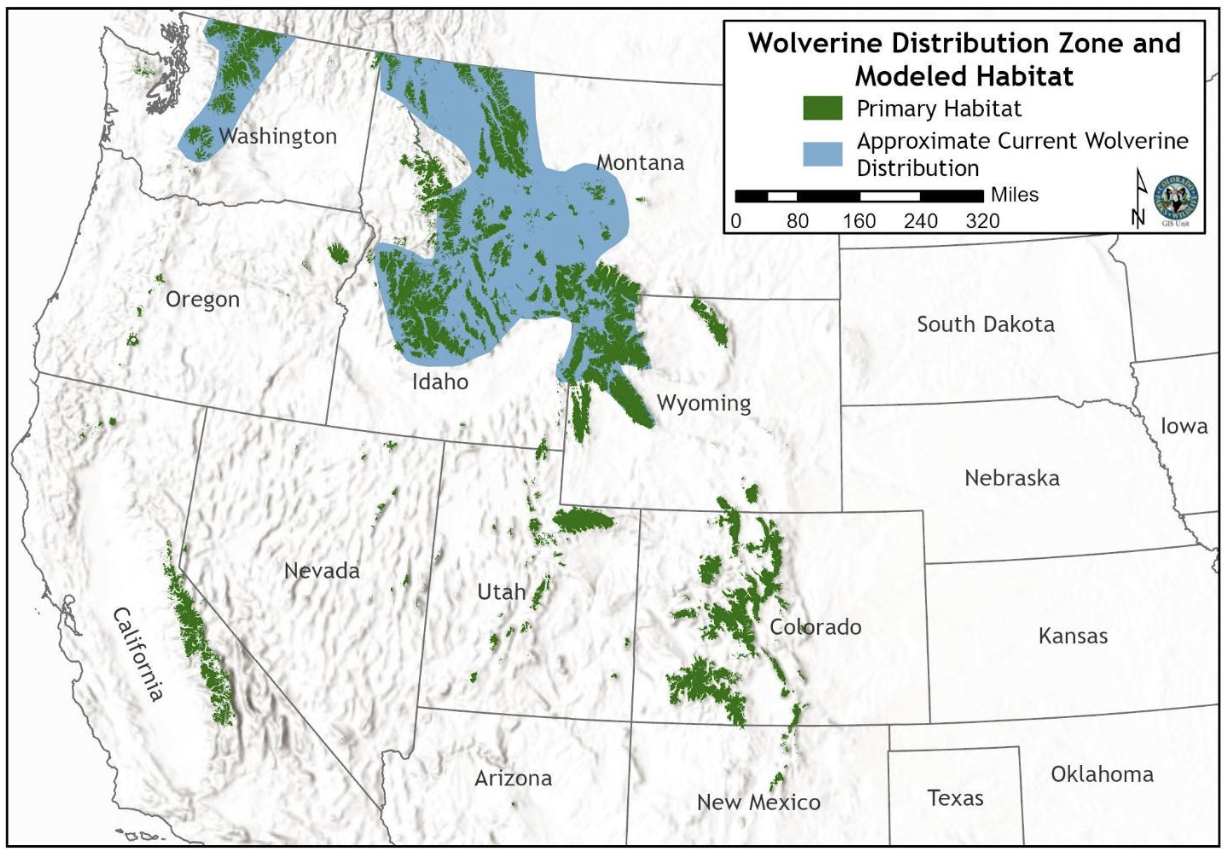 This map shows primary wolverine habitat and the approximate range of where they currently live.