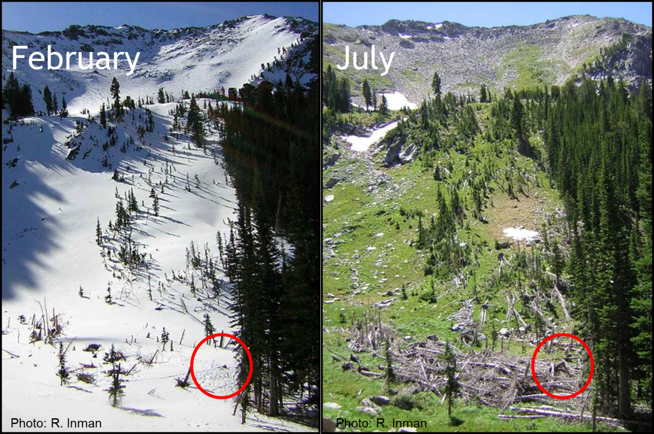 Wolverine den where reproduction occurred in Winter and SummerPhoto by Robert Inman.png