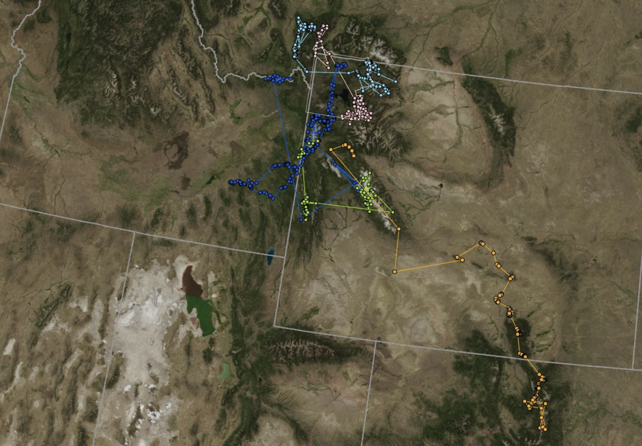 Long distance dispersal movements of wolverines captured in the Greater Yellowstone area,
including M56