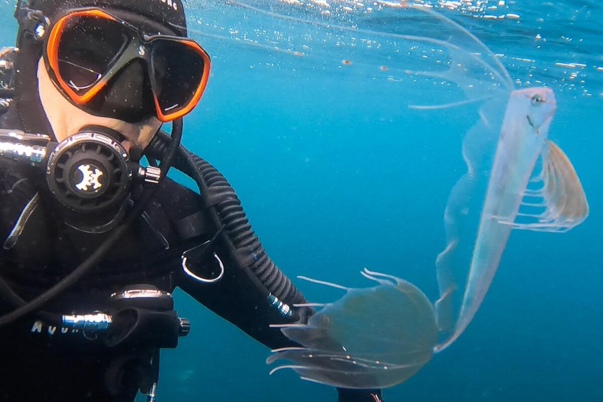 A diver in a dark suit, goggles and mouthpiece next to a blade-like fish with translucent, lacy fins