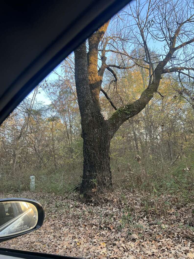 An albino raccoon in a tree