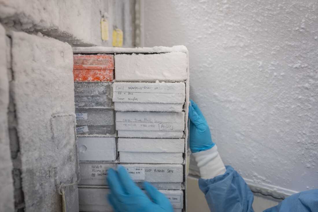 Scientist Nono Mkhize examines samples stored in a -80 degree freezer at the National Health Laboratory Service in Johannesburg, South Africa. Mkhize is part of a team of scientists working to develop a new vaccine for HIV.