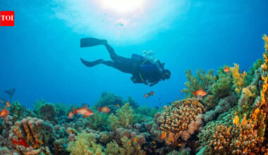 A 300-year-old giant black coral was discovered in New Zealand’s deep seas, revealing hidden ocean mysteries |